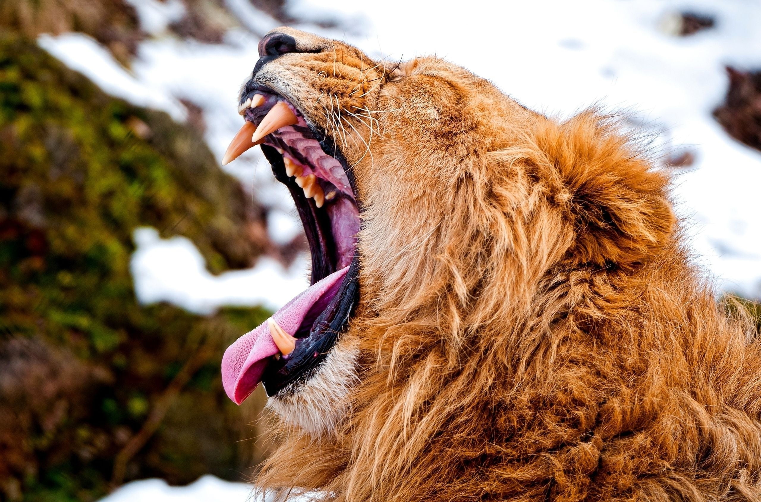 Lions don’t lose sleep over the opinios of sheep.